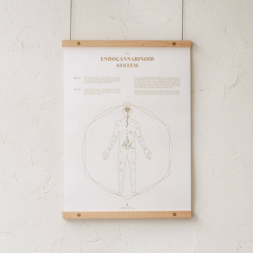 Endocannabinoid System Map Print - ECS System Chart - Cannabis Art - Medical Marijuana Education - Goldleaf