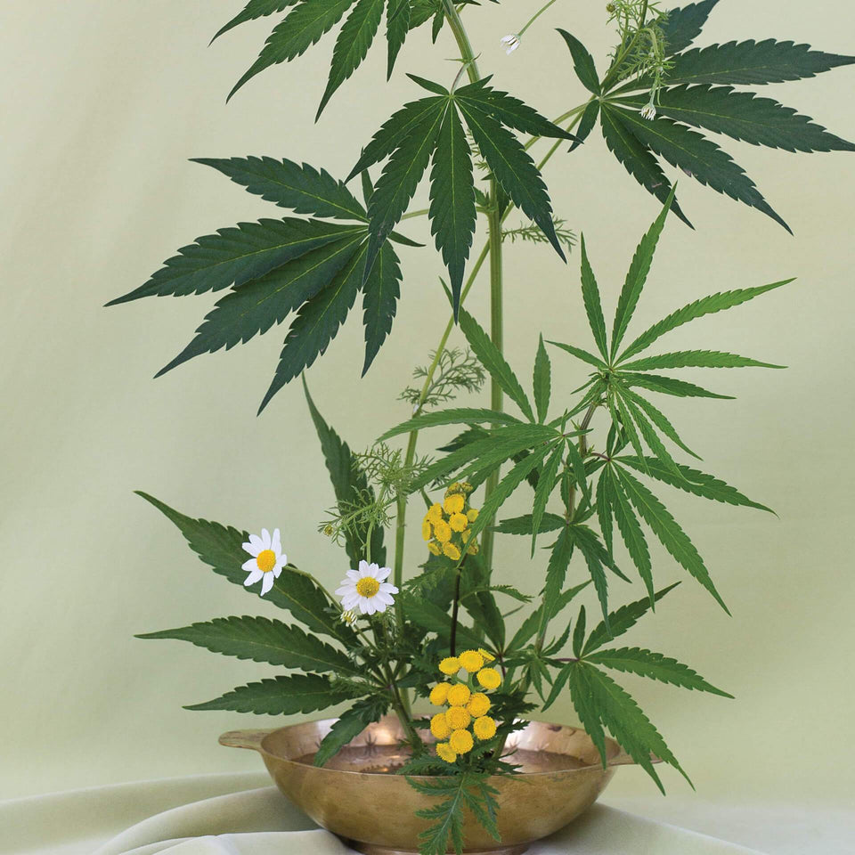 Green Ikebana Print - Cannabis Botanical Floral Arrangement Poster - Marijuana Art - Broccoli Magazine - Goldleaf