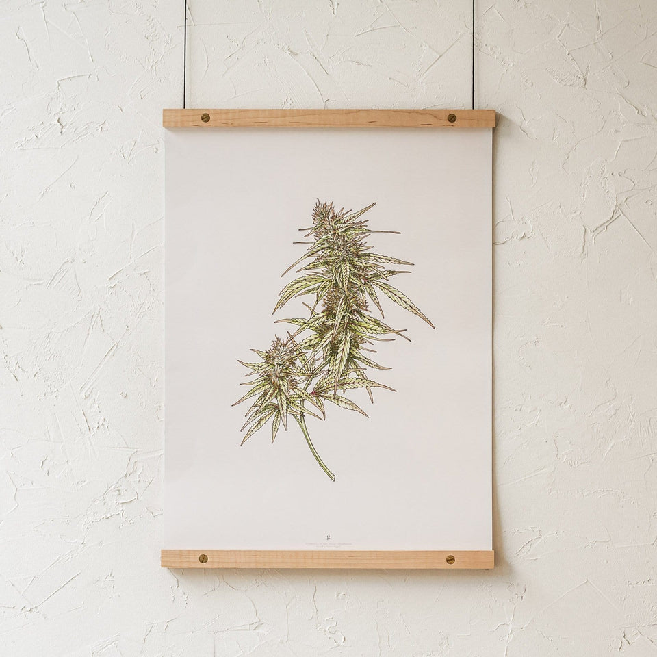 Maple Poster Rails - Poster and Art Display System - Light Maple Wood, Brass Hardware - 18" and 24" - Goldleaf
