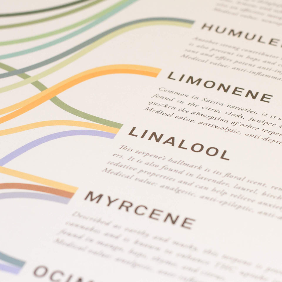 Terpenes Infographic Print - Primary Terpene Medical Uses and Aroma Poster - Cannabis Education - Goldleaf