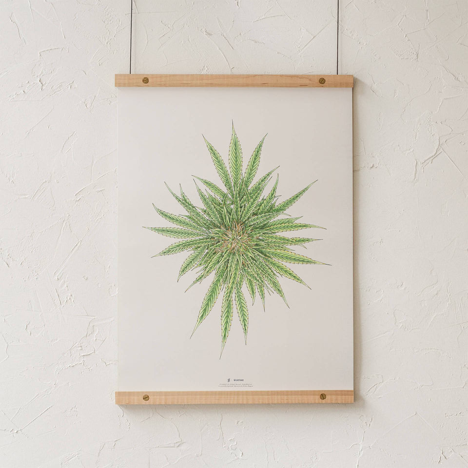 White Dawg Botanical Illustration Print - Cannabis Sativa Botanical Plant Drawing - Marijuana Art - Goldleaf