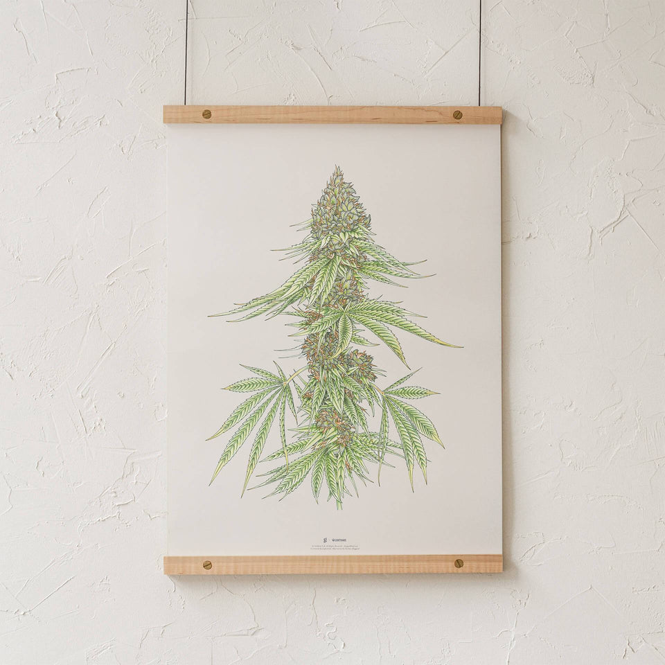 White99 #1 Botanical Illustration Print - Cannabis Sativa Botanical Plant Drawing - Marijuana Art - Goldleaf