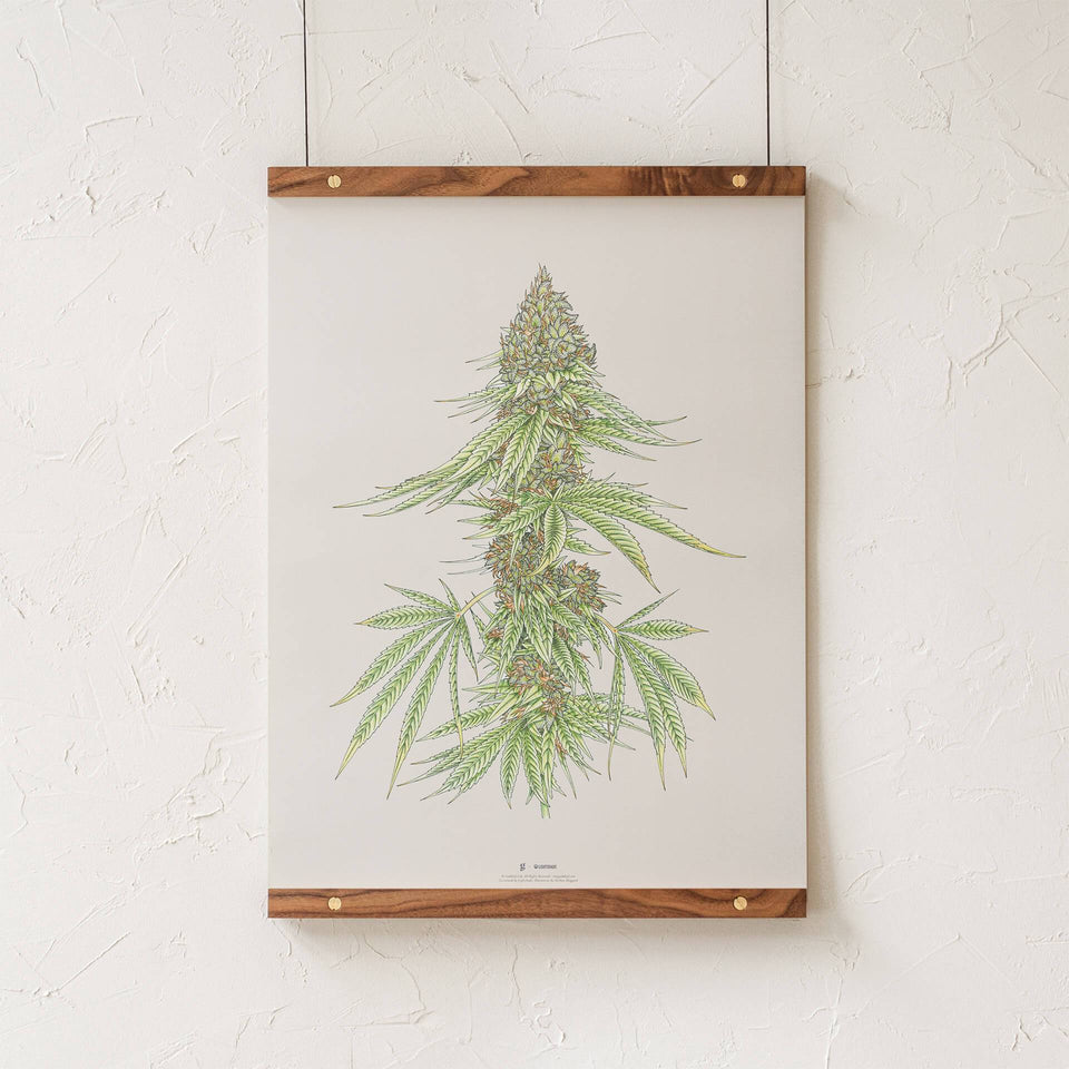 White99 #1 Botanical Illustration Print - Cannabis Sativa Botanical Plant Drawing - Marijuana Art - Goldleaf