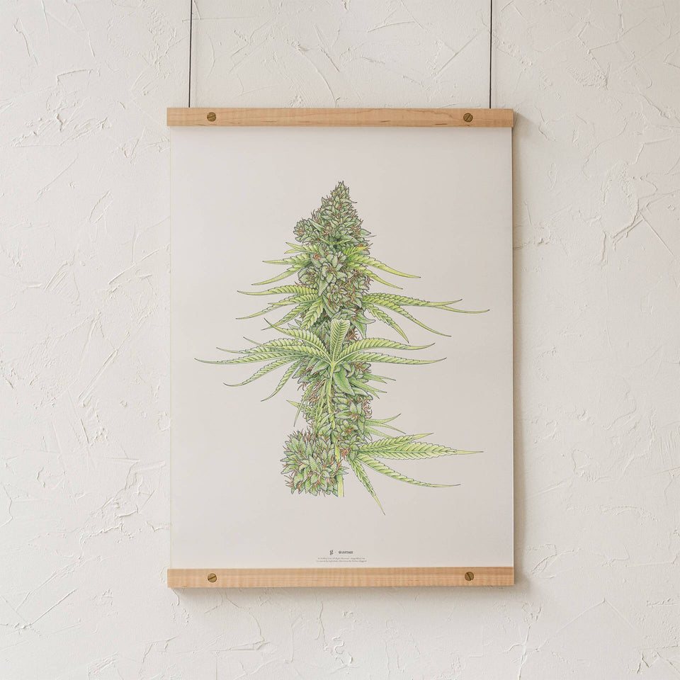 White99 #2 Botanical Illustration Print - Cannabis Sativa Botanical Plant Drawing - Marijuana Art - Goldleaf