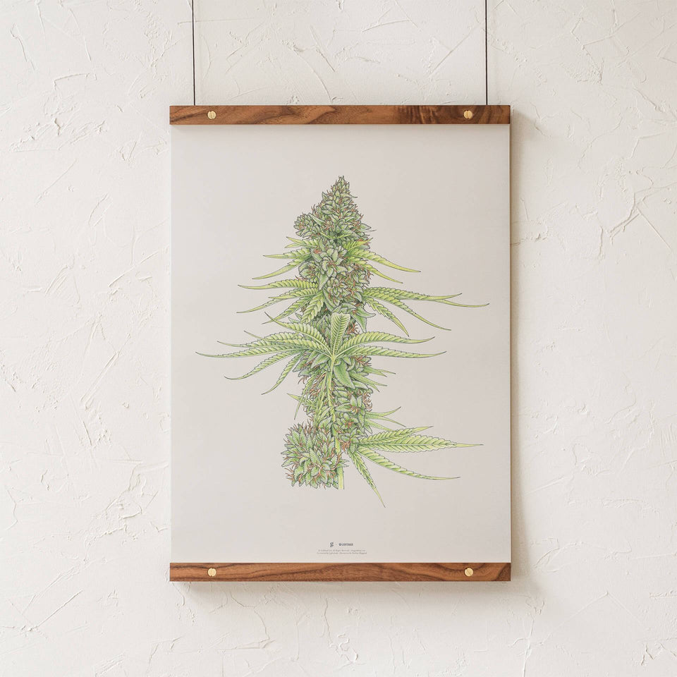 White99 #2 Botanical Illustration Print - Cannabis Sativa Botanical Plant Drawing - Marijuana Art - Goldleaf