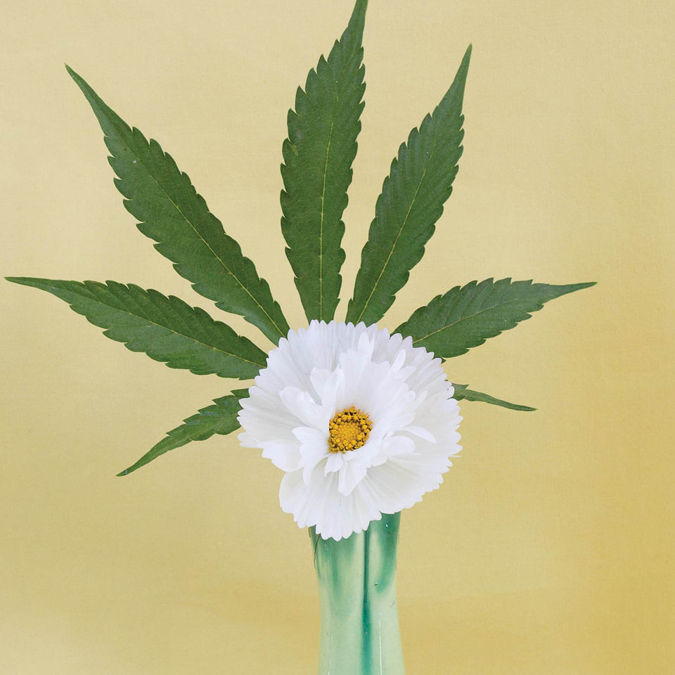 Yellow Ikebana Print - Cannabis Botanical Floral Arrangement Poster - Marijuana Art - Broccoli Magazine - Goldleaf